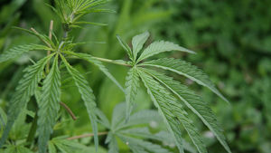 Controlli a Borgo: trovate due serre di marijuana in casa 